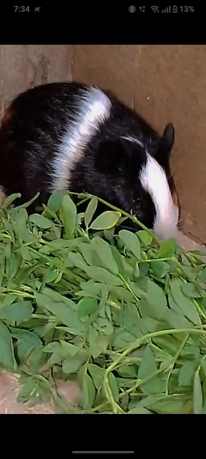 guinea pig — photo 3