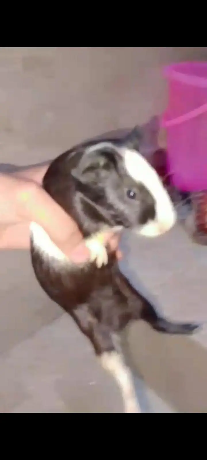 guinea pig — photo 4
