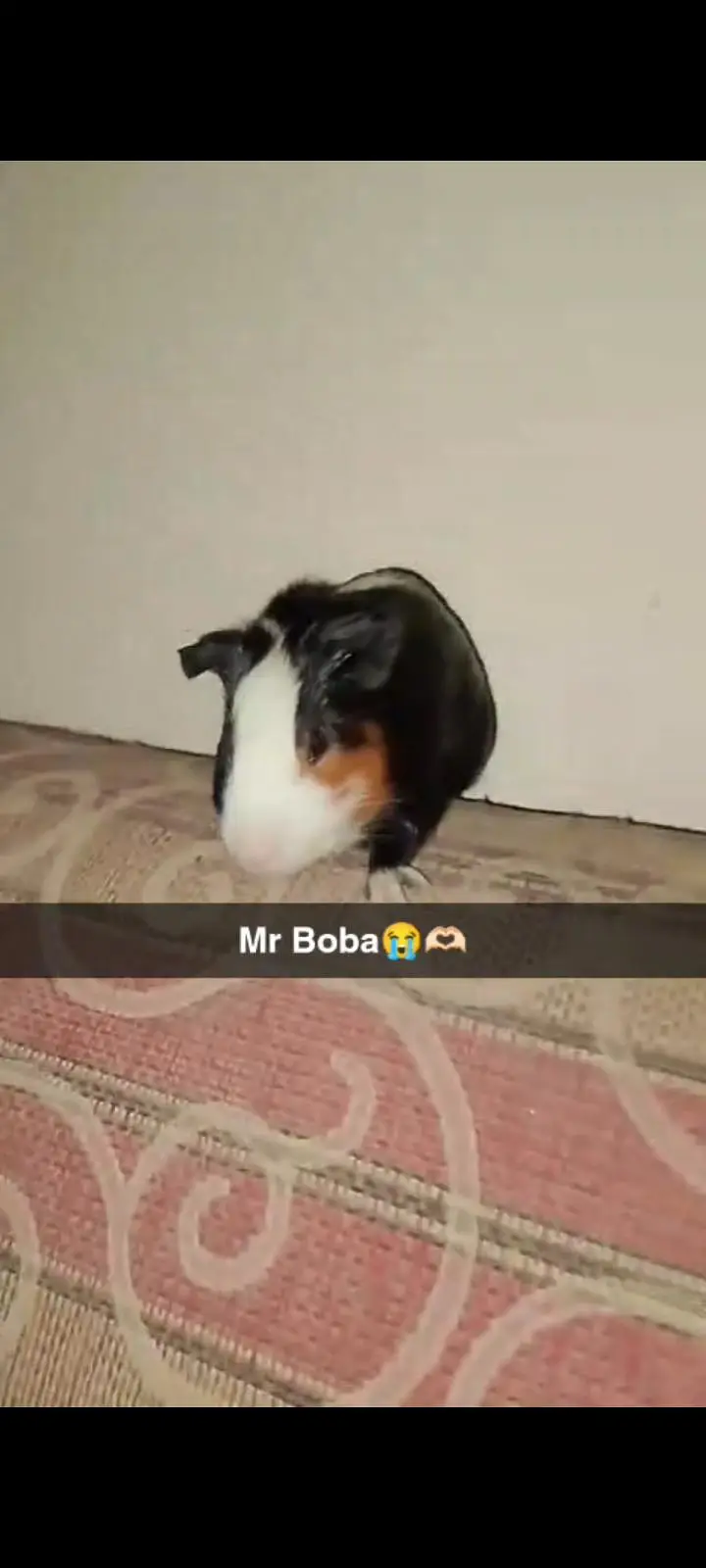 guinea pig — photo 5