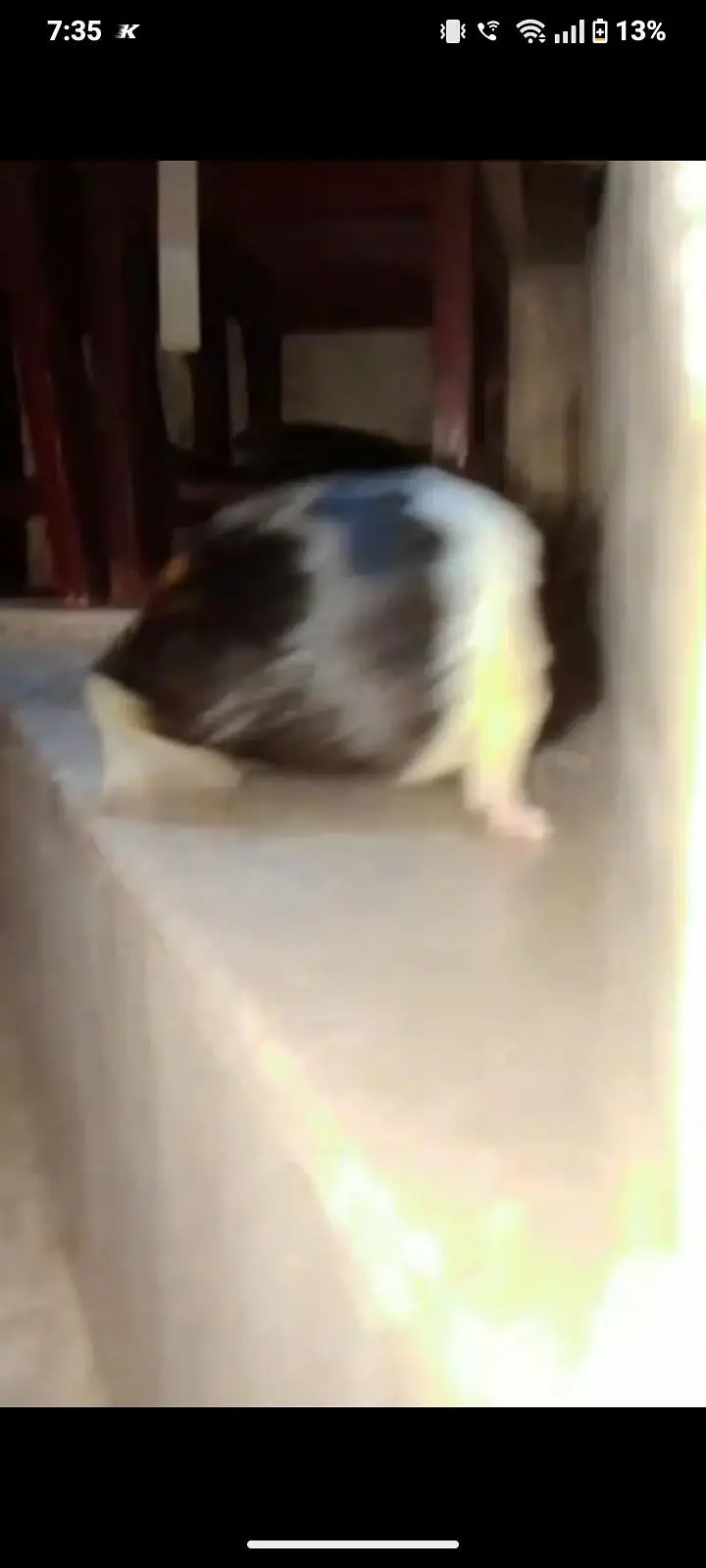 guinea pig — photo 6