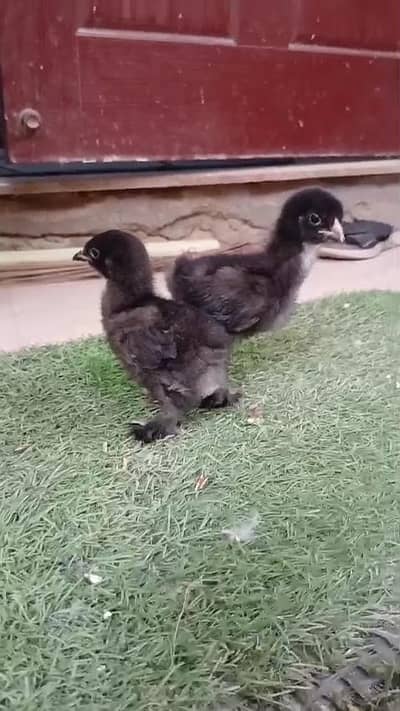 White silky White buff Black brahma light Sussex chicks available