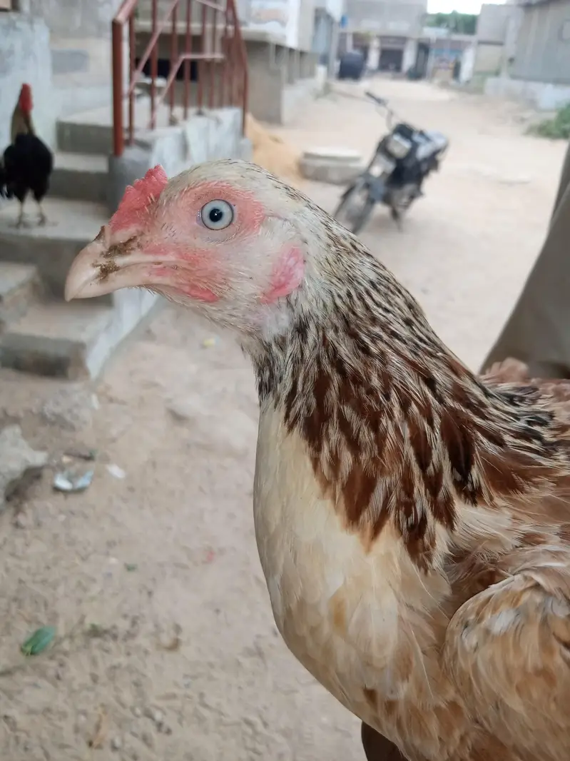 aseel cheena pathy in low price. 03452110079 — photo 6