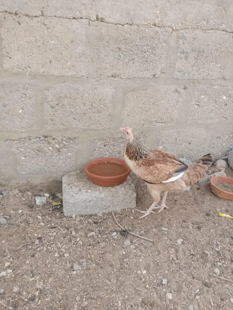 aseel cheena pathy in low price. 03452110079 — photo 7