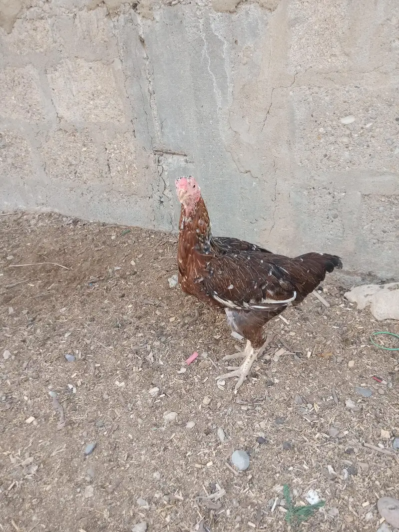 aseel cheena pathy in low price. 03452110079 — photo 8
