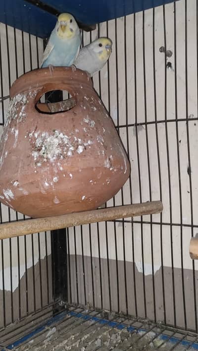 budgie/Java