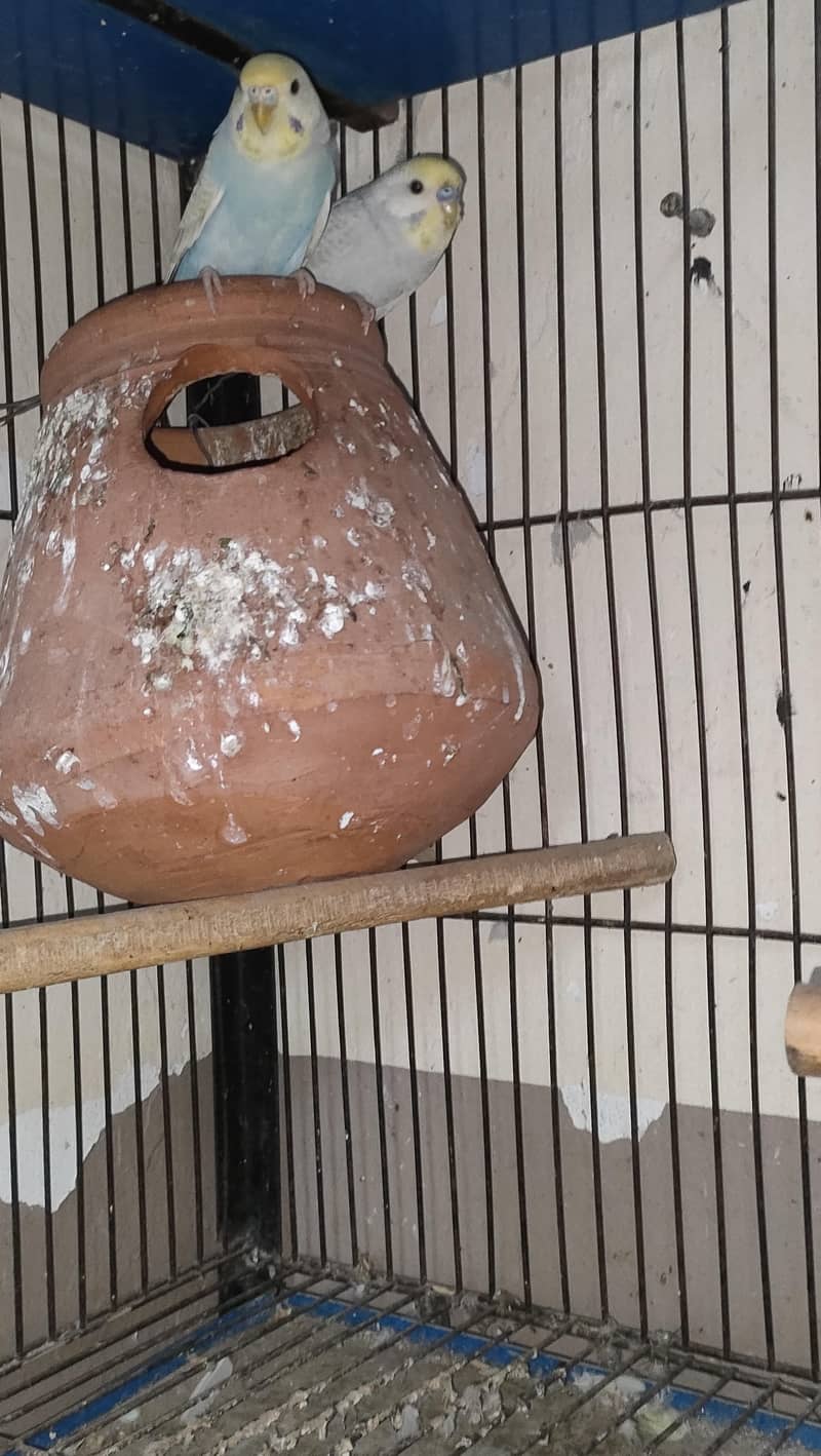 budgie/Java 0