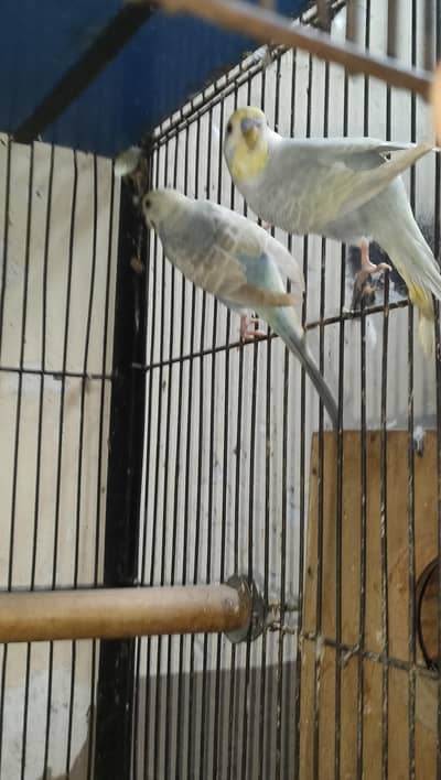 budgie/Java