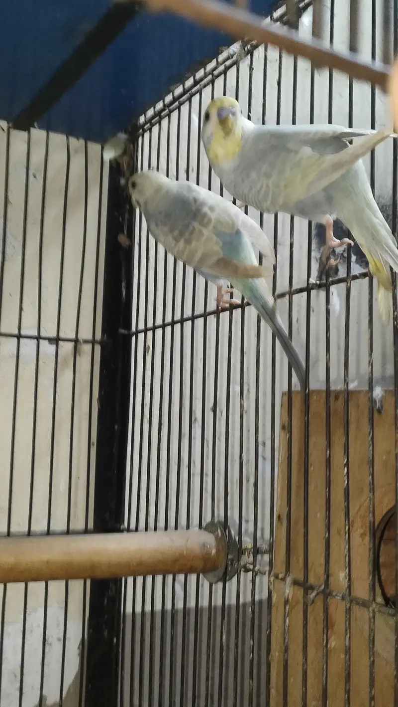 budgie/Java — photo 2