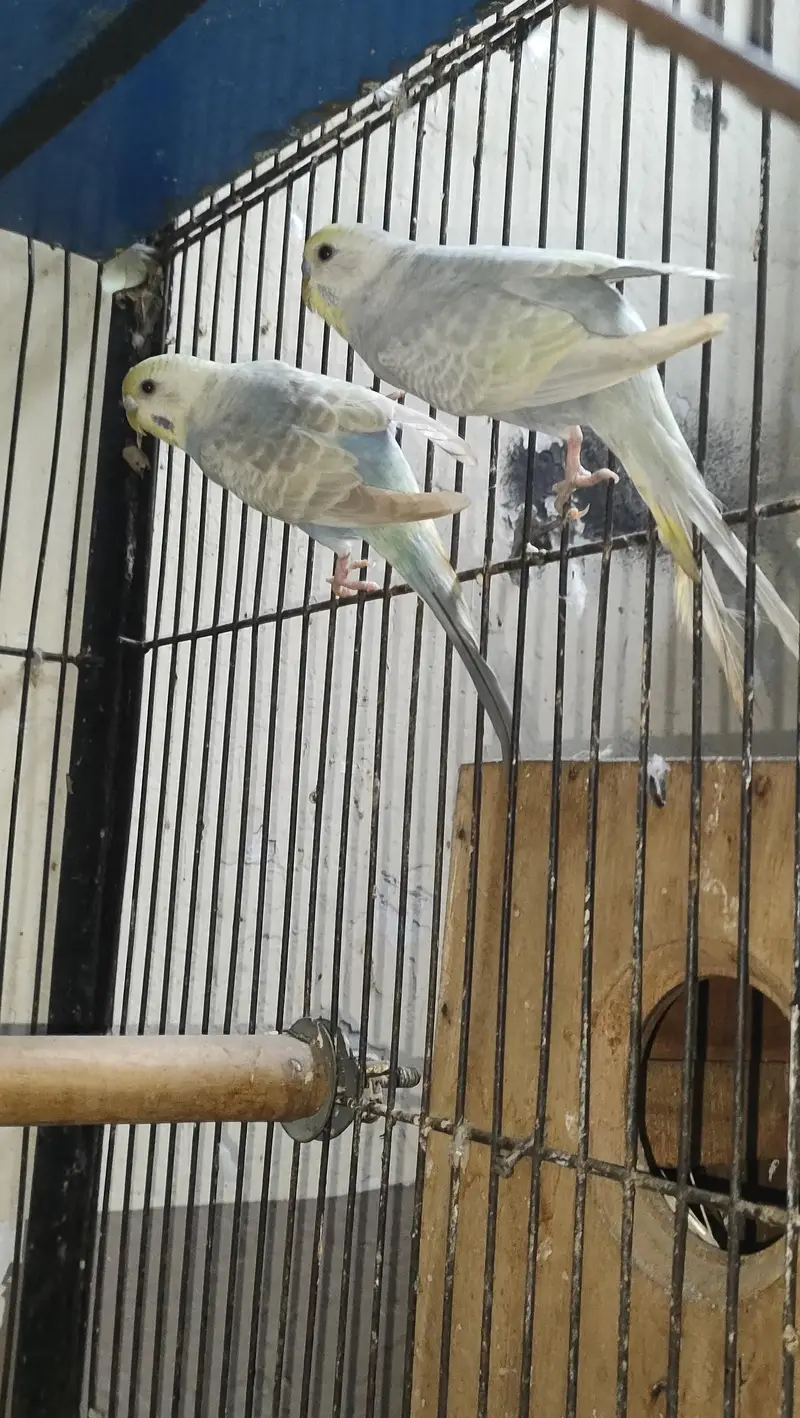 budgie/Java — photo 3