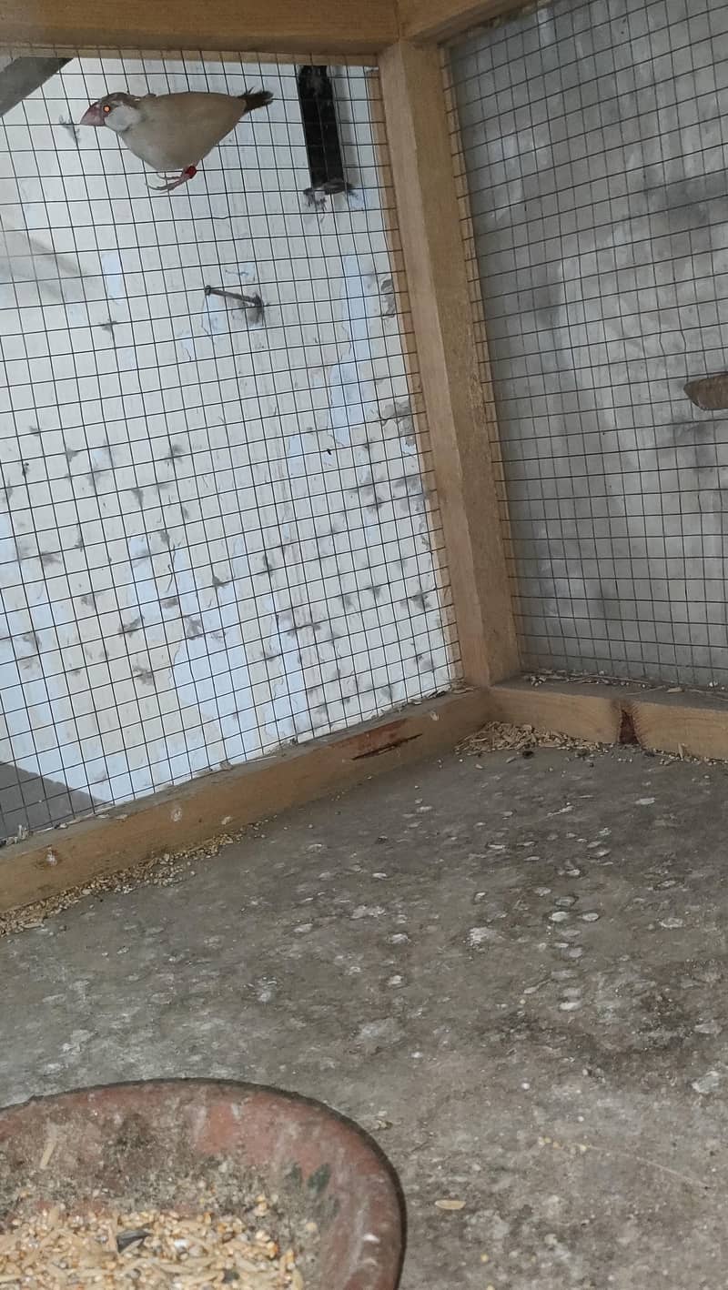 budgie/Java 4