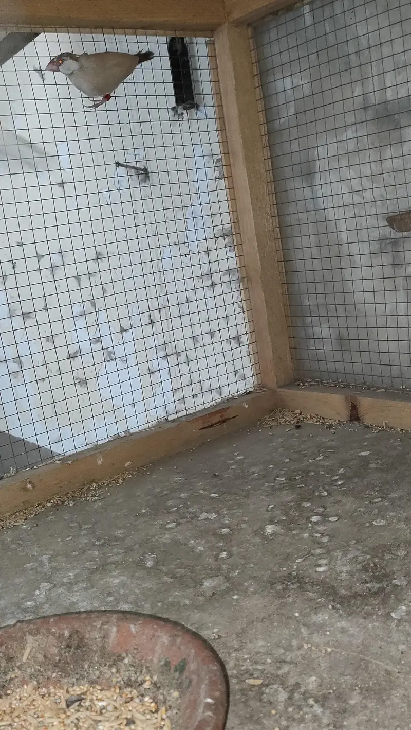 budgie/Java — photo 5