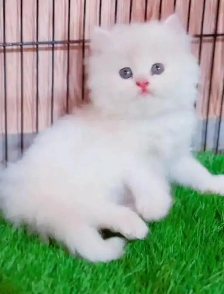 (Persian female kitten) (for sale all) (Pakistan delivery available) — photo 2