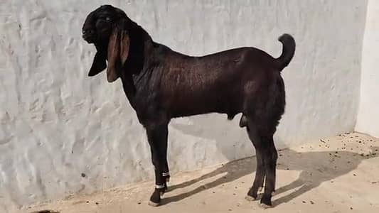 desi Bakra for sale/03364988962