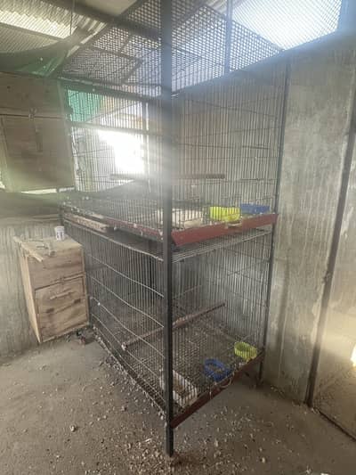 Afriqn gery cage big two portions