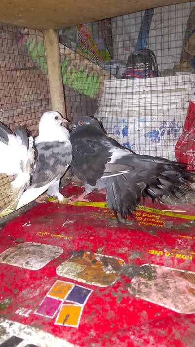 laka pair for sell black male white female 0312/496/21/95