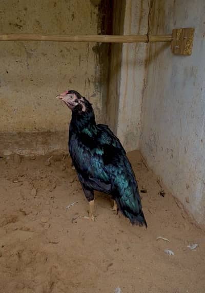 Pure lasani female.