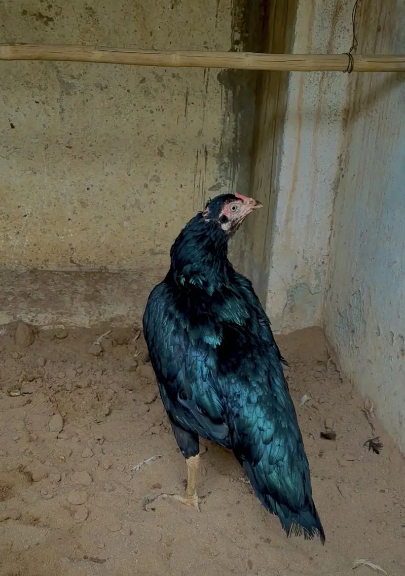 Pure lasani female. — photo 2