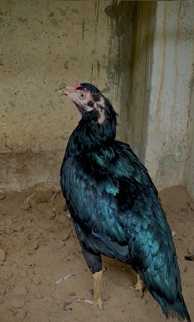 Pure lasani female. — photo 3