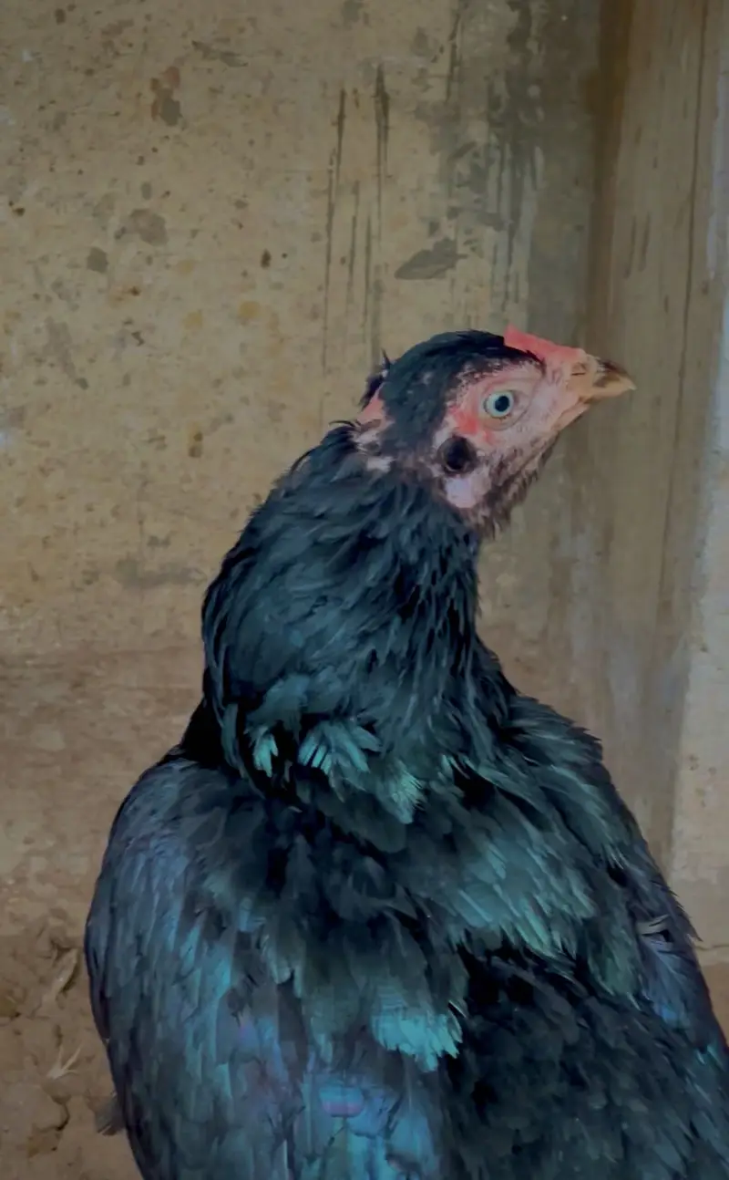 Pure lasani female. — photo 4