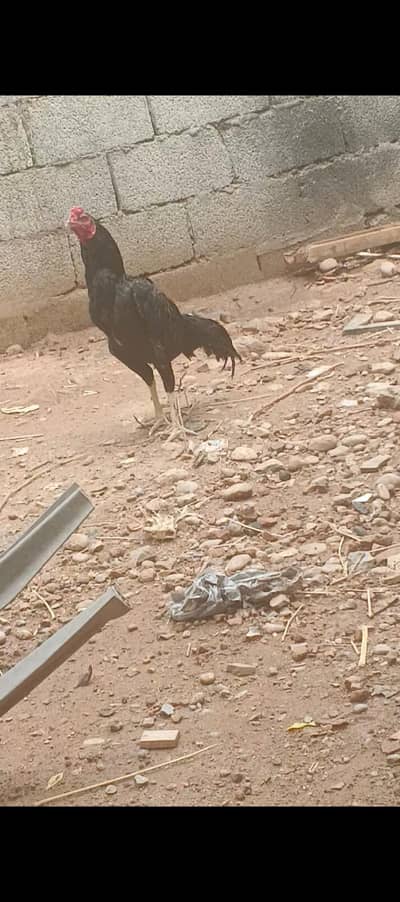 Black laasani murgha