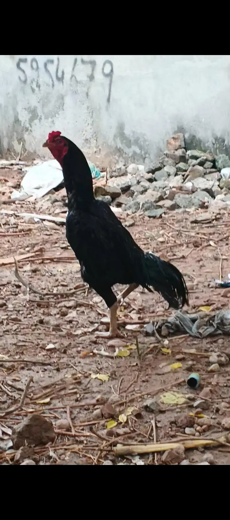 Black laasani murgha — photo 2