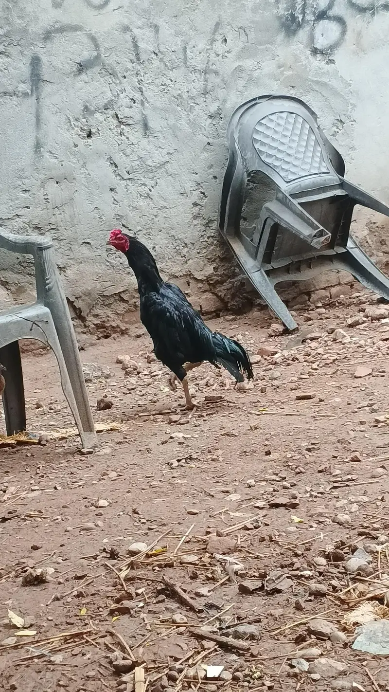 Black laasani murgha — photo 3