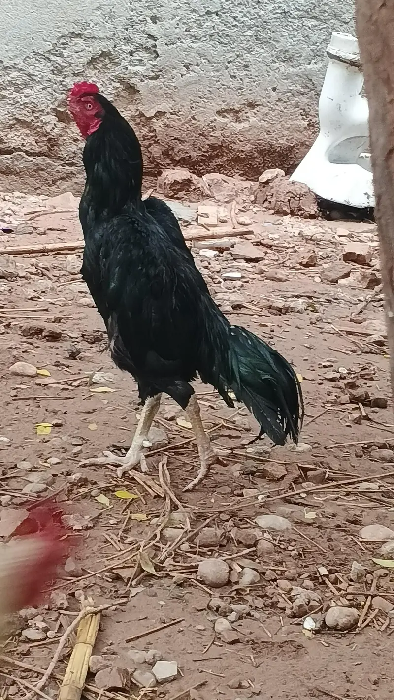 Black laasani murgha — photo 5