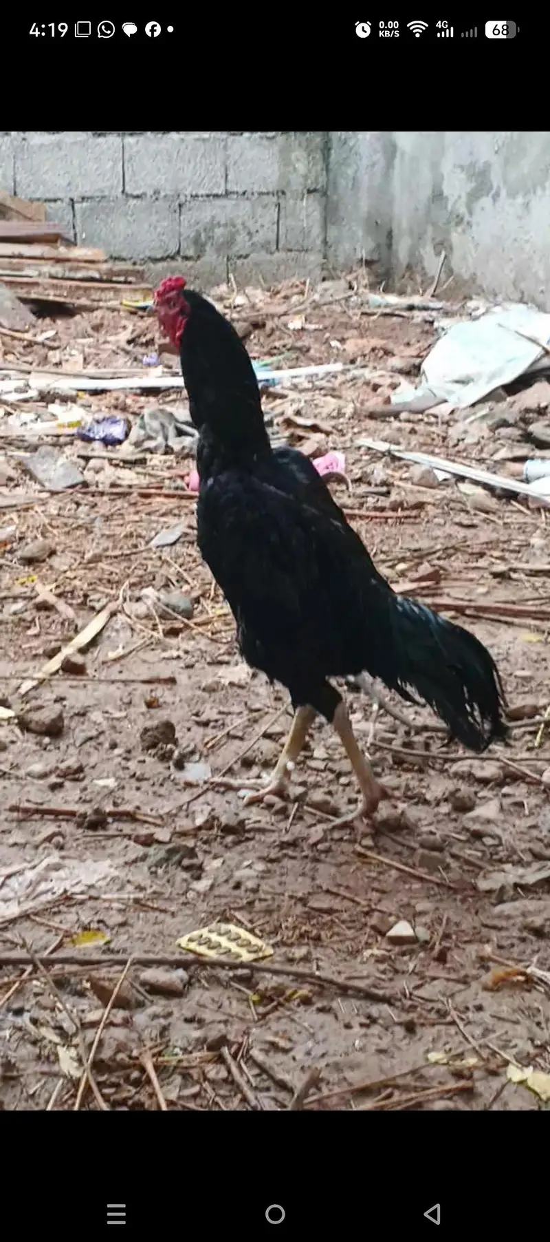 Black laasani murgha — photo 6