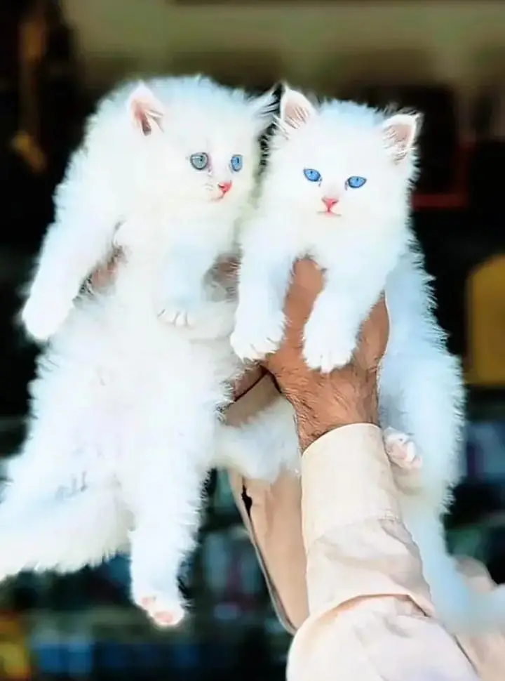 (Persian female kitten) (for sale all) (Pakistan delivery available) — photo 2