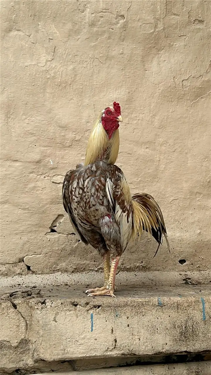 aseel 1 aseel murga 3 aseel pathiyan (urgent sale . need money ) — photo 6