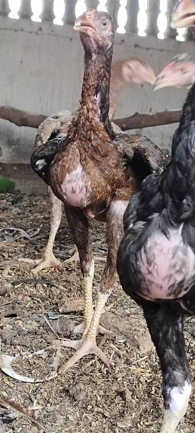 5 aseel pathay kala nawab breed