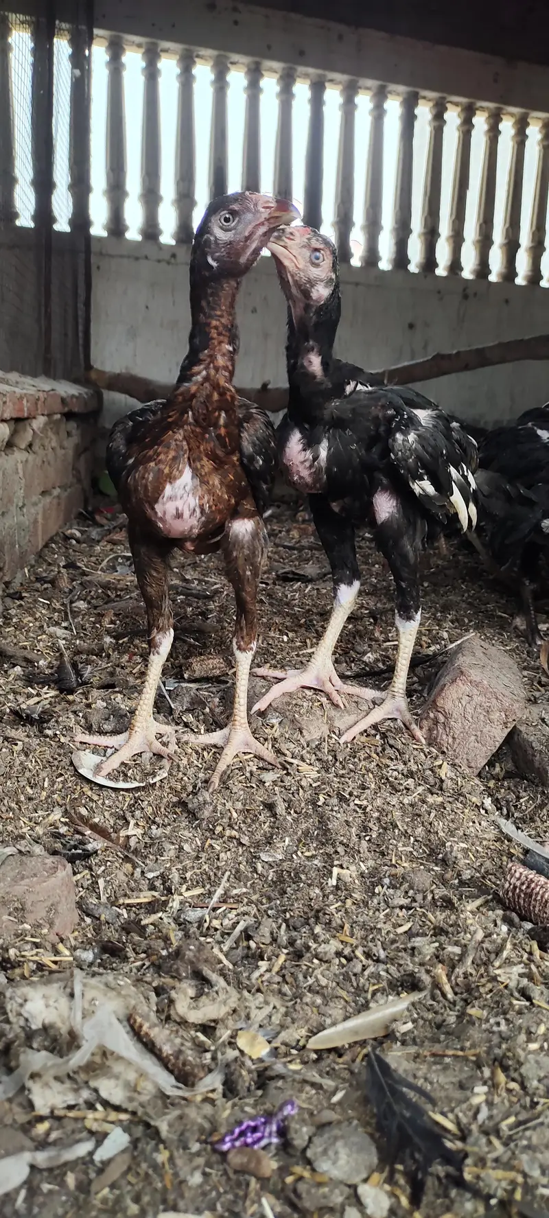 5 aseel pathay kala nawab breed — photo 2