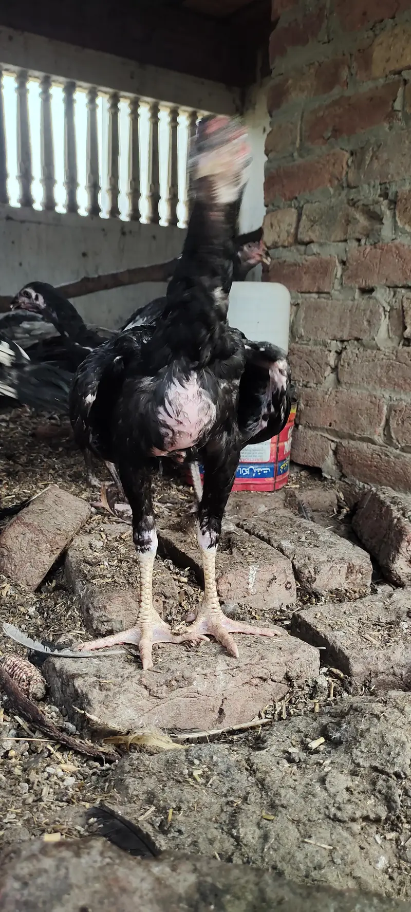 5 aseel pathay kala nawab breed — photo 3