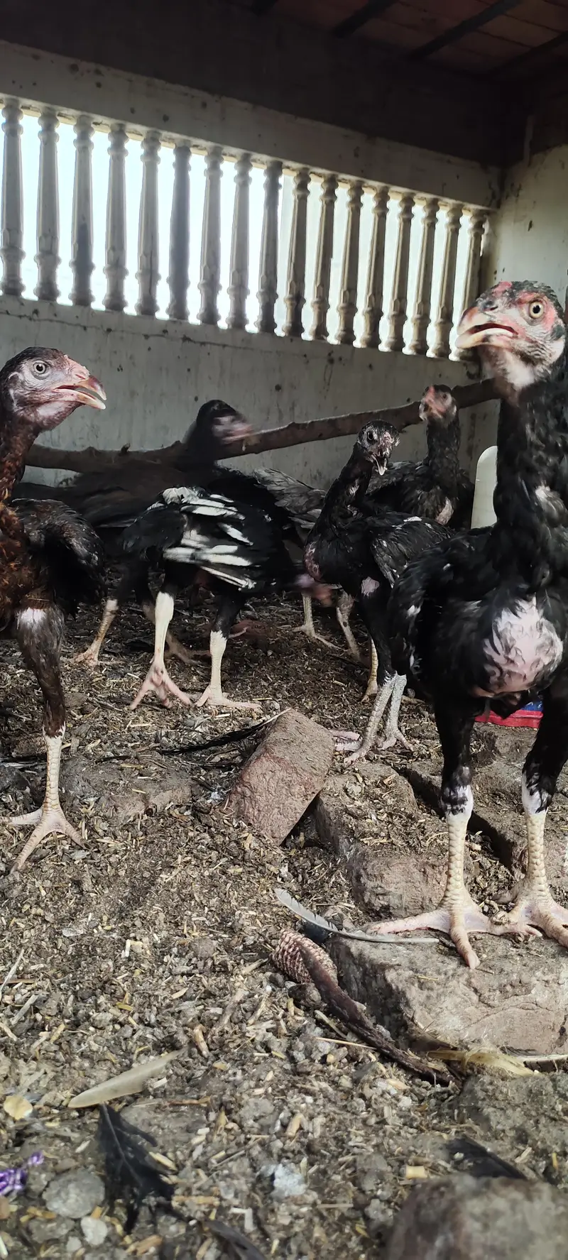 5 aseel pathay kala nawab breed — photo 4