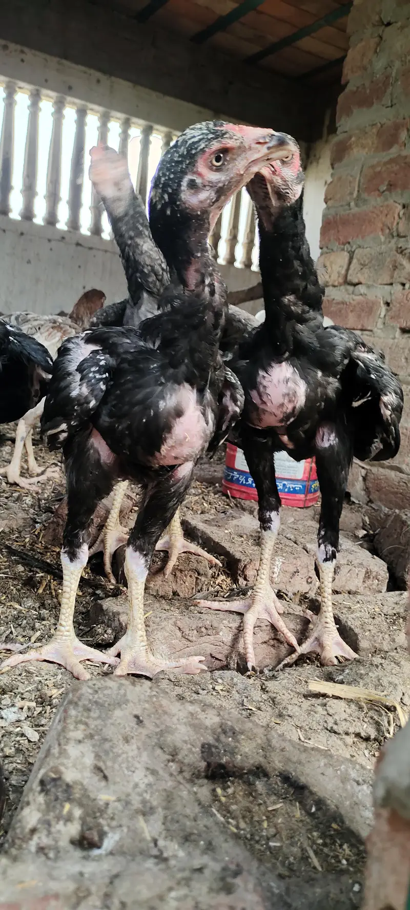 5 aseel pathay kala nawab breed — photo 6