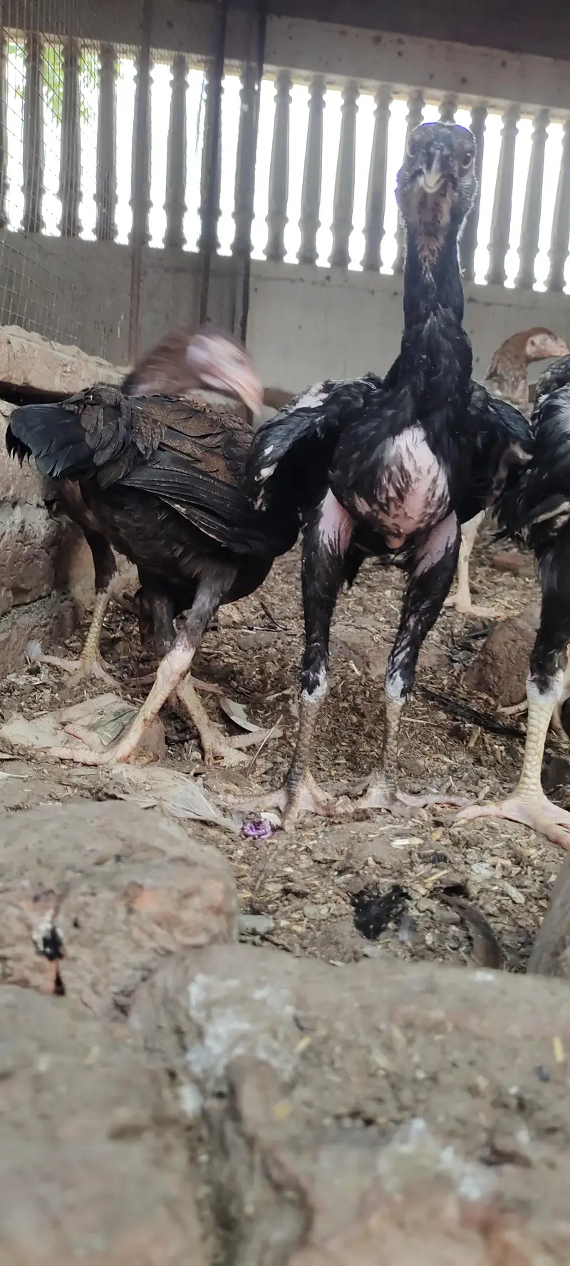 5 aseel pathay kala nawab breed — photo 7