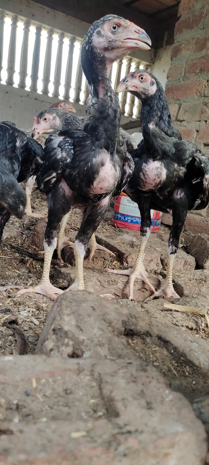 5 aseel pathay kala nawab breed — photo 8