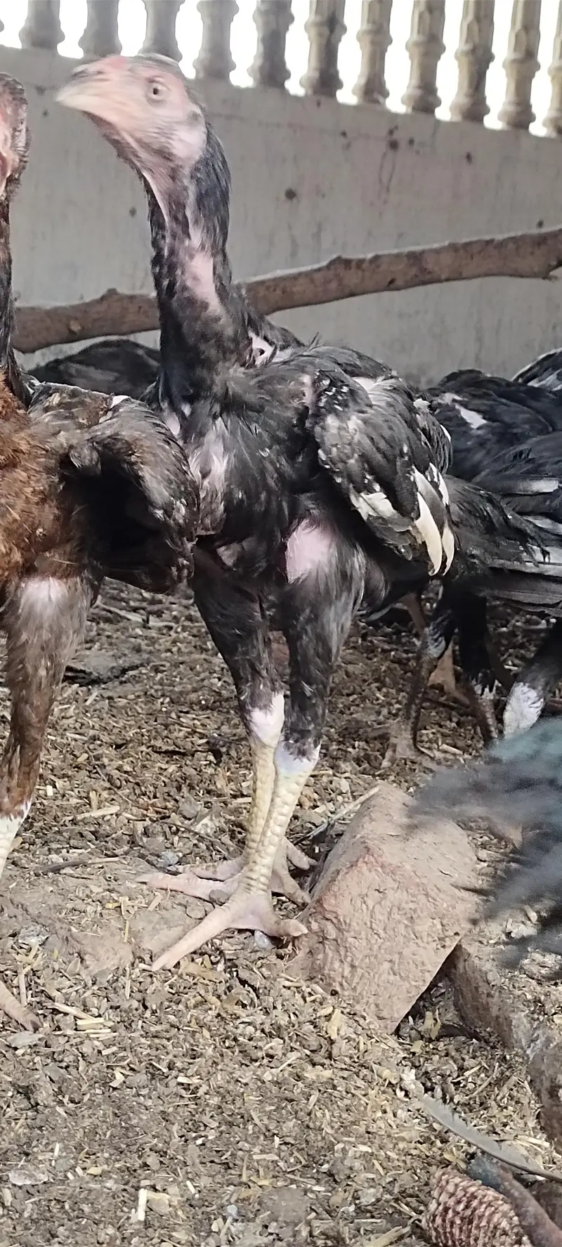 5 aseel pathay kala nawab breed — photo 10