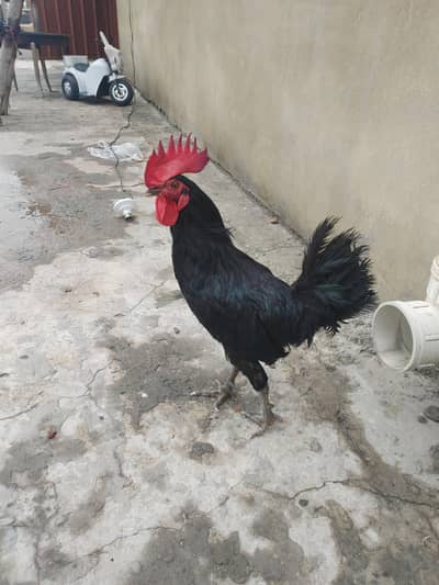 Pure Black Australop Rooster Murga