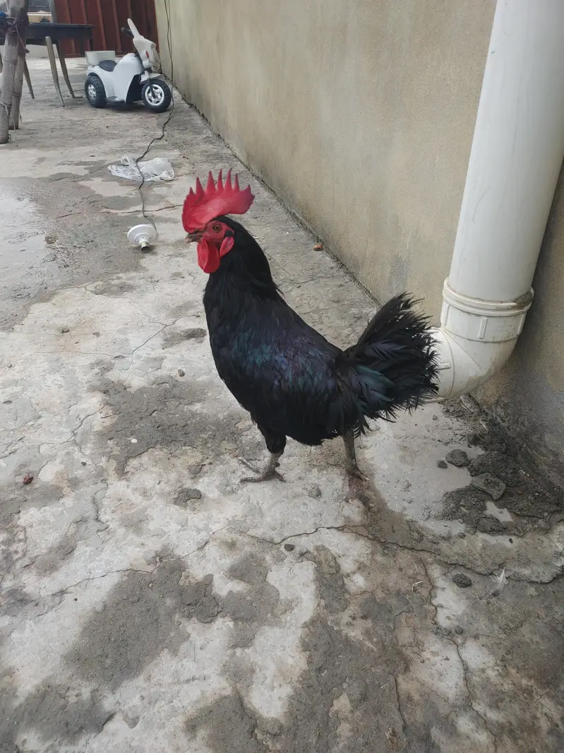 Pure Black Australop Rooster Murga — photo 2