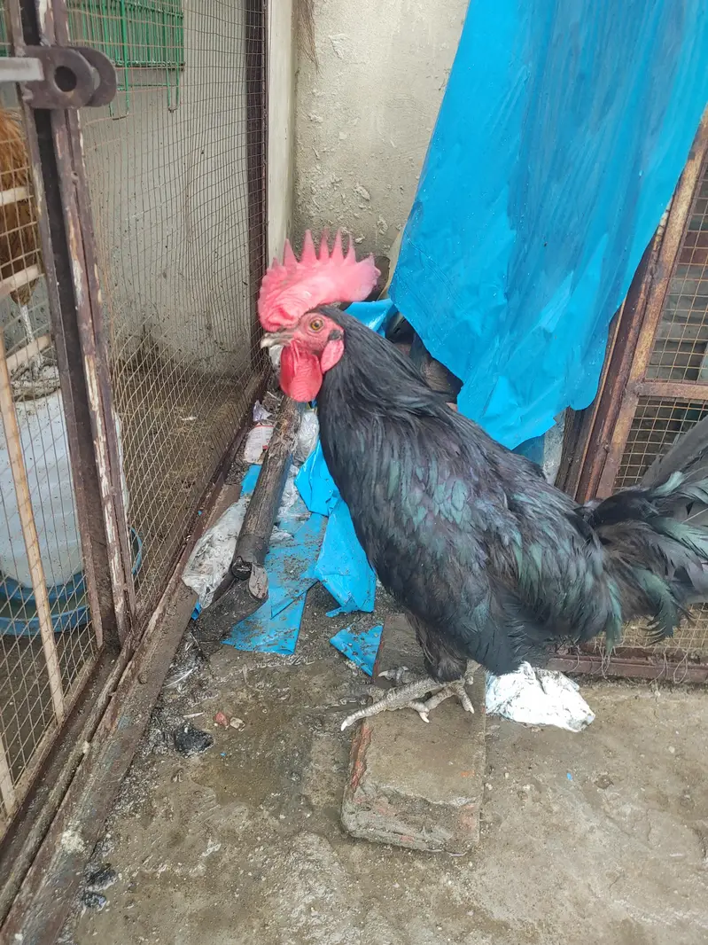 Pure Black Australop Rooster Murga — photo 3