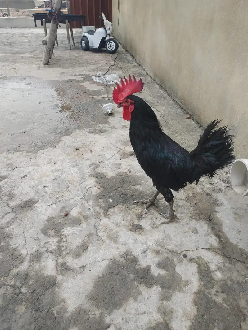 Pure Black Australop Rooster Murga — photo 4