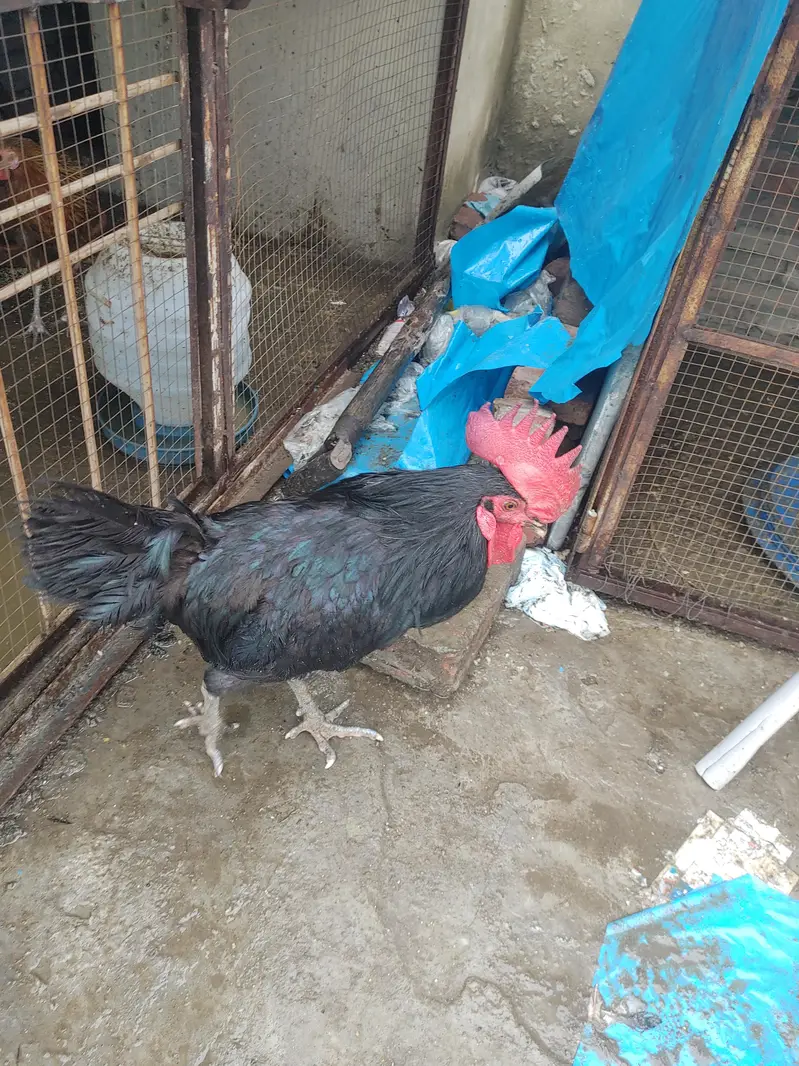 Pure Black Australop Rooster Murga — photo 5