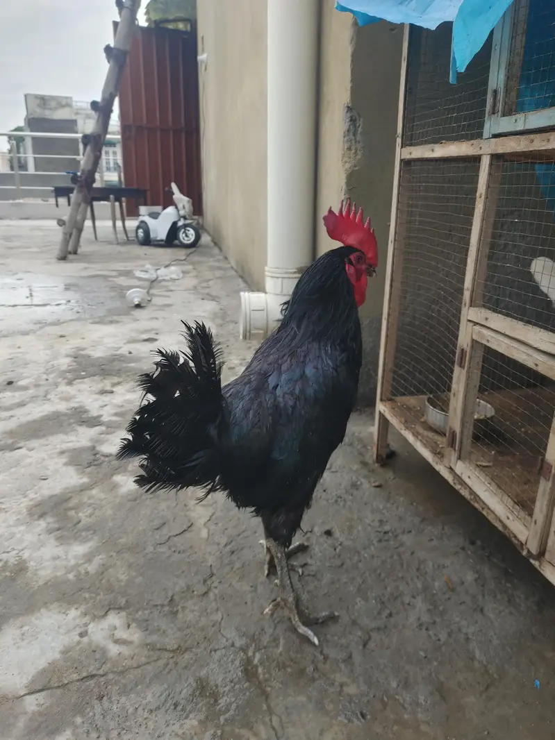 Pure Black Australop Rooster Murga — photo 6