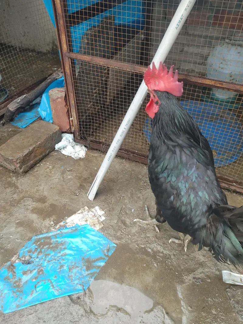 Pure Black Australop Rooster Murga — photo 7