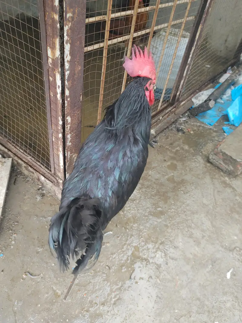 Pure Black Australop Rooster Murga — photo 8