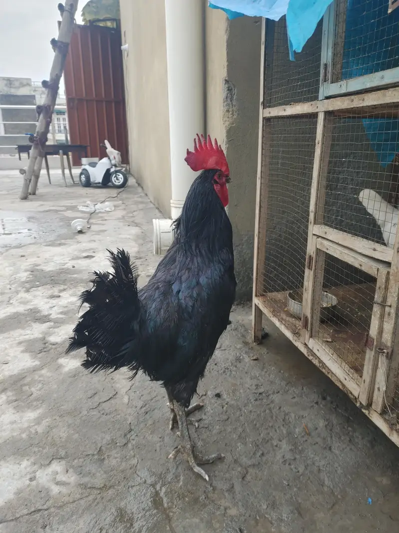 Pure Black Australop Rooster Murga — photo 9
