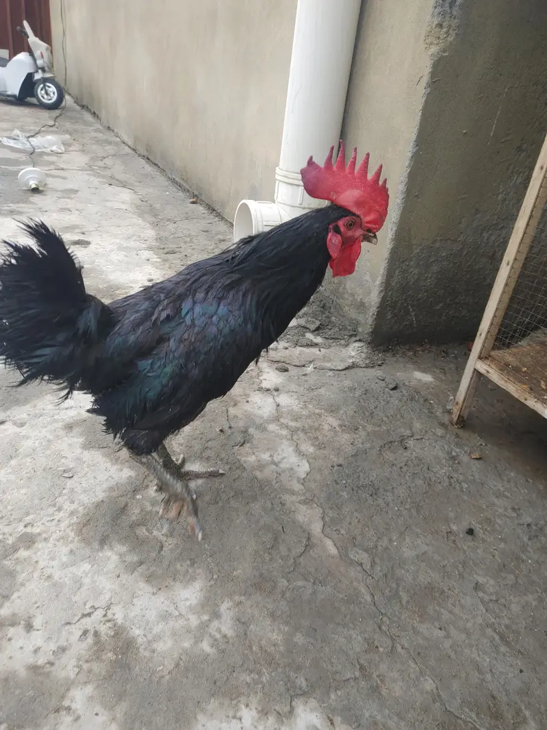 Pure Black Australop Rooster Murga — photo 10