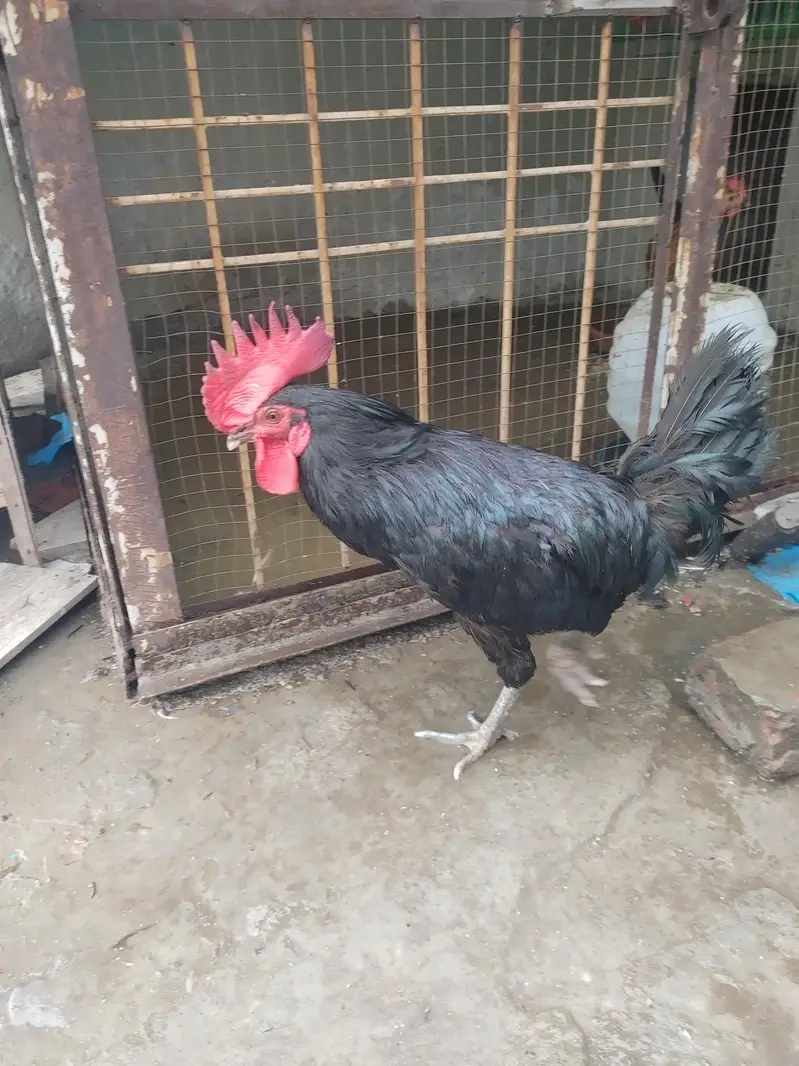 Pure Black Australop Rooster Murga — photo 11