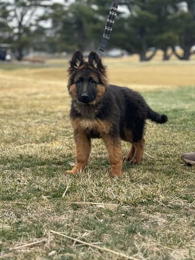 German Shepherd Puppy | GSD | Long Coat | Puppies | Dog for sale